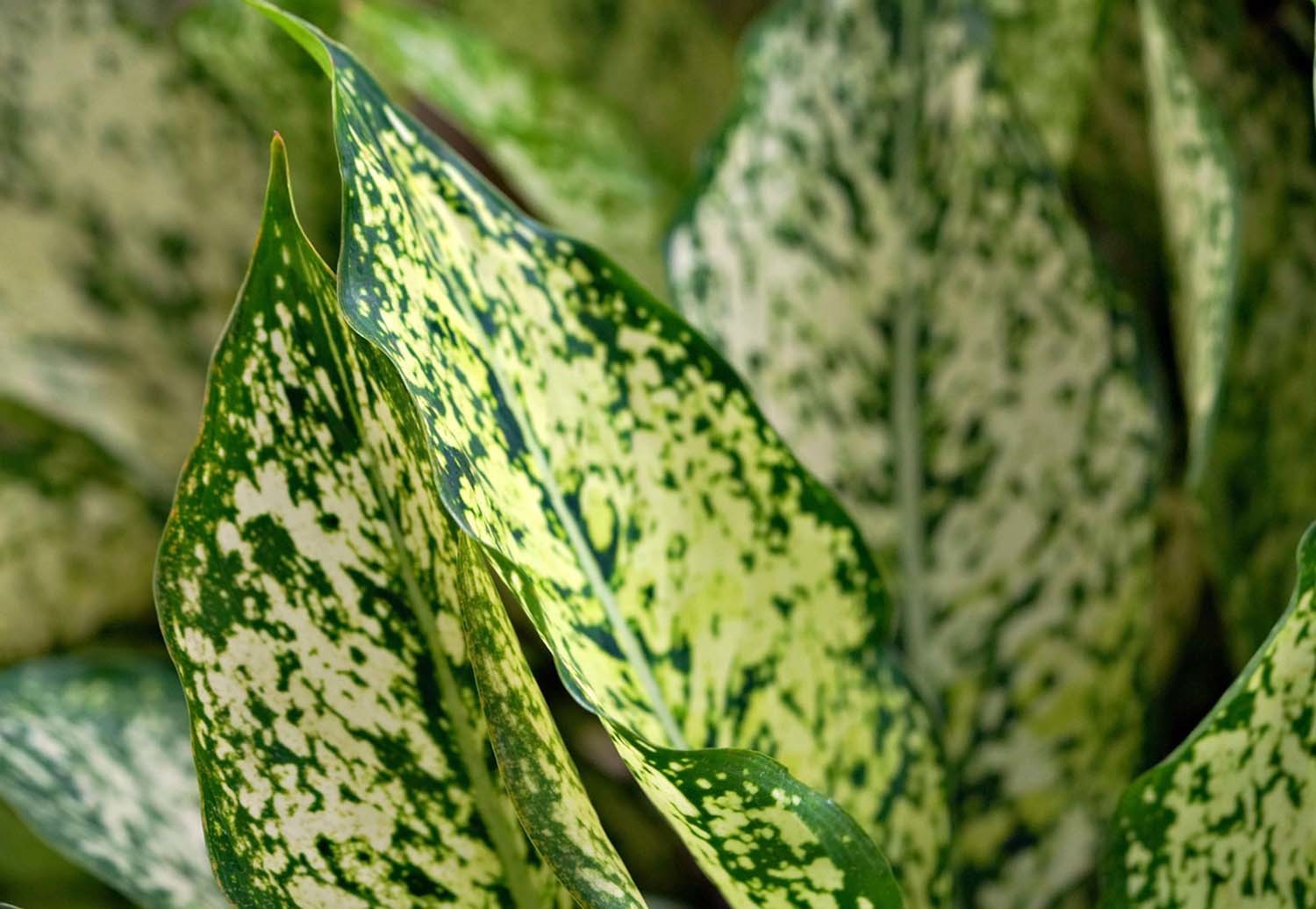 아글라오네마 / 픽사베이