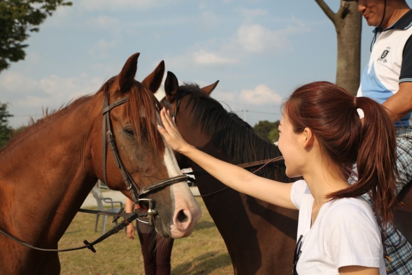 말 문화 축제 / 전북특별자치도