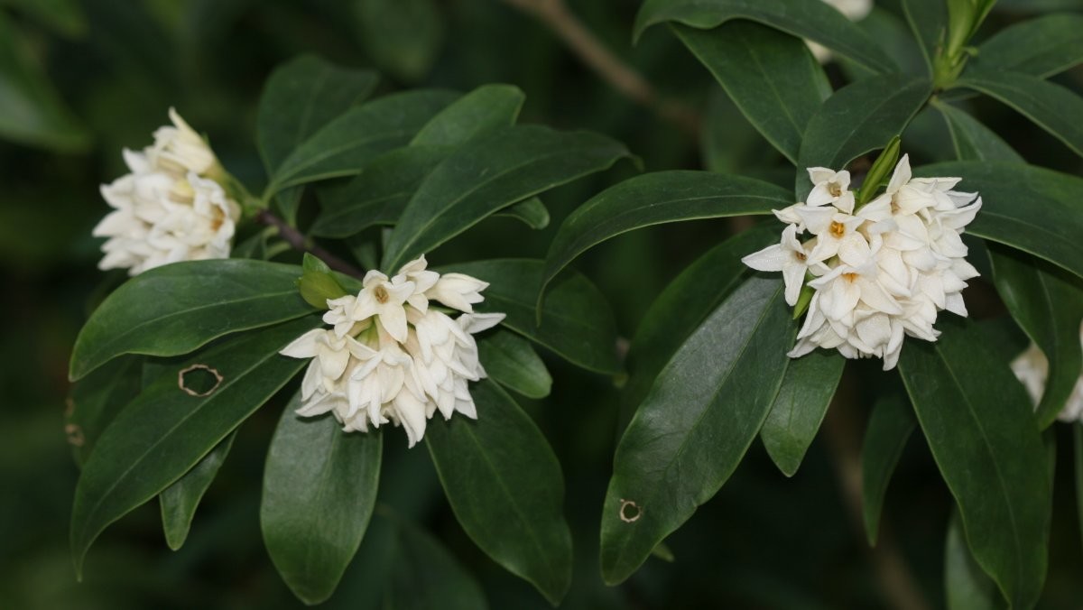 제주백서향. / 국립생물자원관 제공