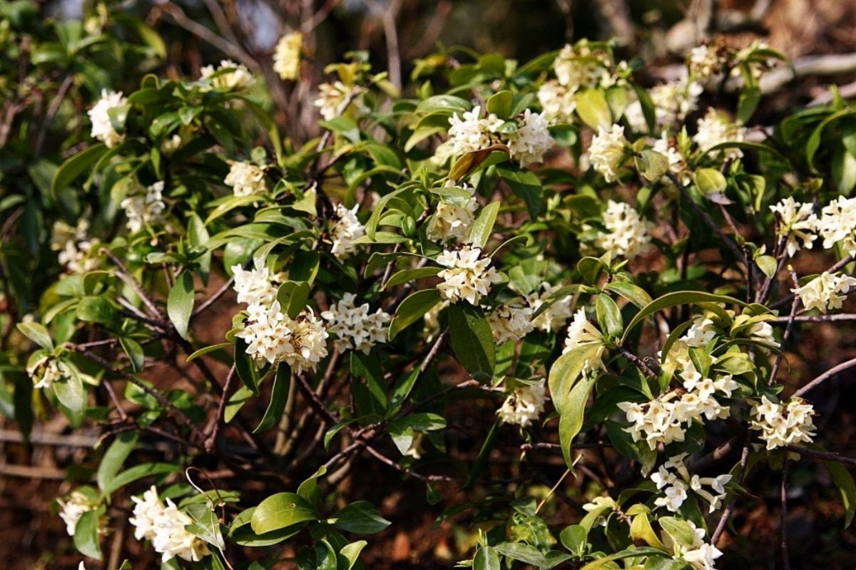 백서향. / 국립수목원 제공