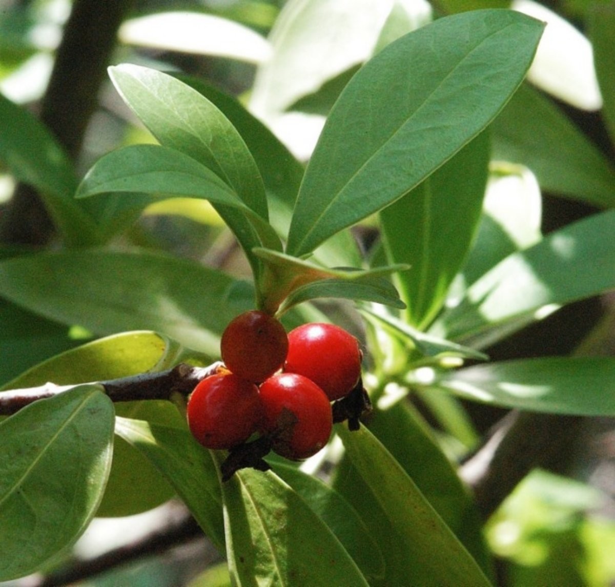 백서향 열매. / 국립수목원 제공