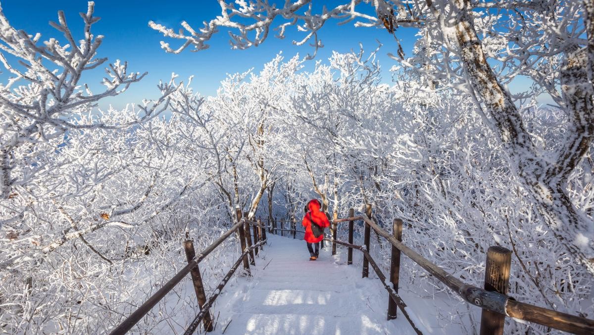 무주 덕유산 눈꽃터널. / PKphotograph-shutterstock.com