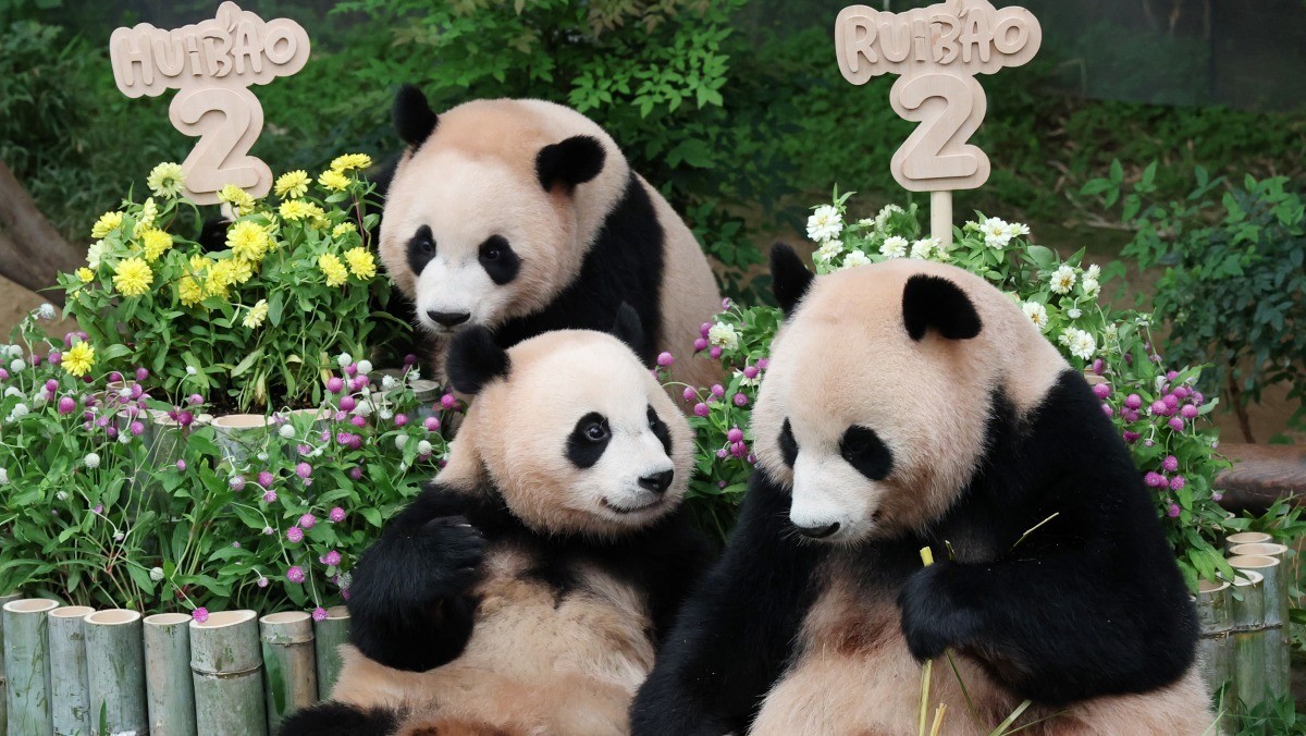 쌍둥이 판다 루이바오·후이바오가 두 돌 생일을 맞아 엄마 아이바오와 함께 먹이를 먹고 있다. / 뉴스1