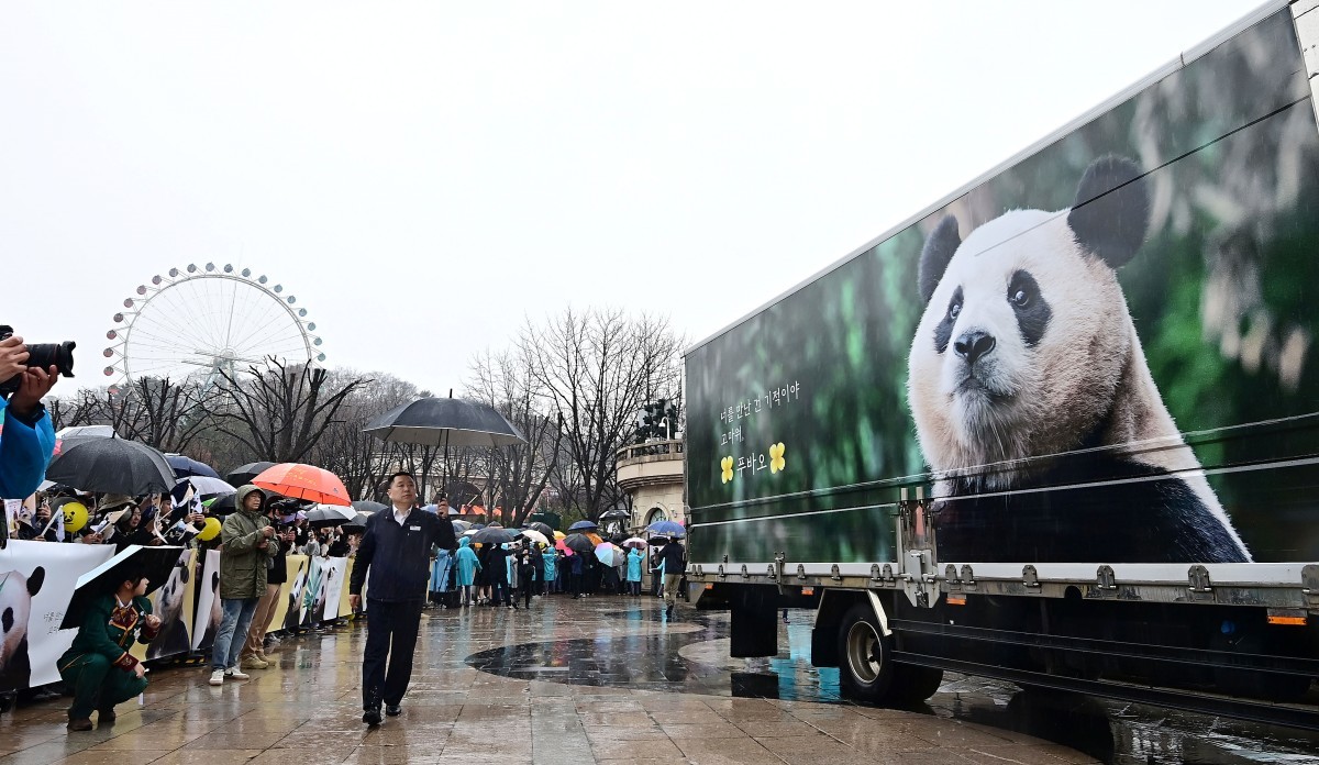 중국으로 가는 자이언트 판다 '푸바오'를 실은 특수차량이 2024년 4월 경기 용인시 에버랜드 장미원에서 팬들의 배웅을 받으며 이동하고 있다. / 뉴스1