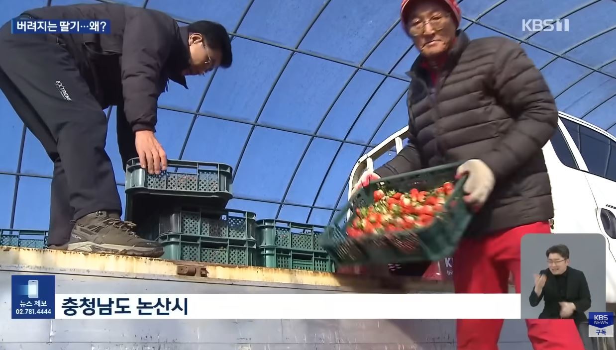 논산에서 버려지고 있는 국내산 딸기 / 유튜브 'KBS News'