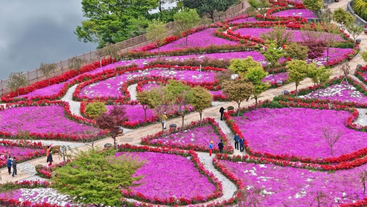 전북 임실 운암면 옥정호 요산공원과 붕어섬생태공원에 만개한 꽃잔디와 철쭉이 관광객들의 시선을 사로잡고 있다. / 뉴스1