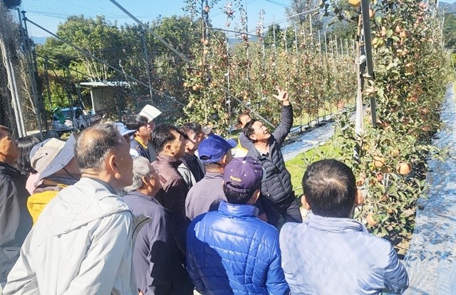 순천시 관계자가 사과 재배 현장 컨설팅에서 사과 재배 농업인들을 대상으로 사과 수형 기술 교육을 진행하고 있다