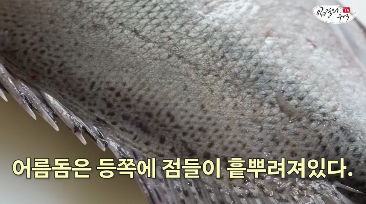 등쪽에 점이 흩뿌려져 있는 어름돔의 모습. / 유튜브 '입질의추억TV jiminTV'