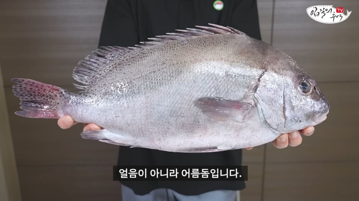 어름돔의 모습. / 유튜브 '입질의추억TV jiminTV'