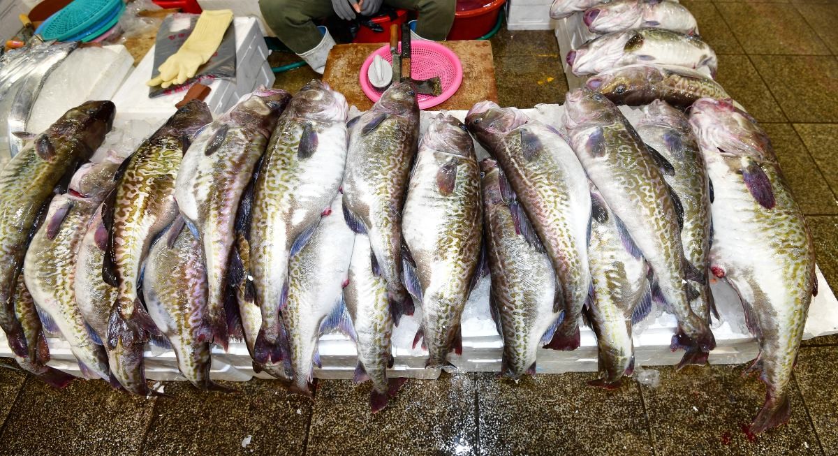 한 어시장에서 대구가 판매되고 있는 모습. 자료사진. / 뉴스1