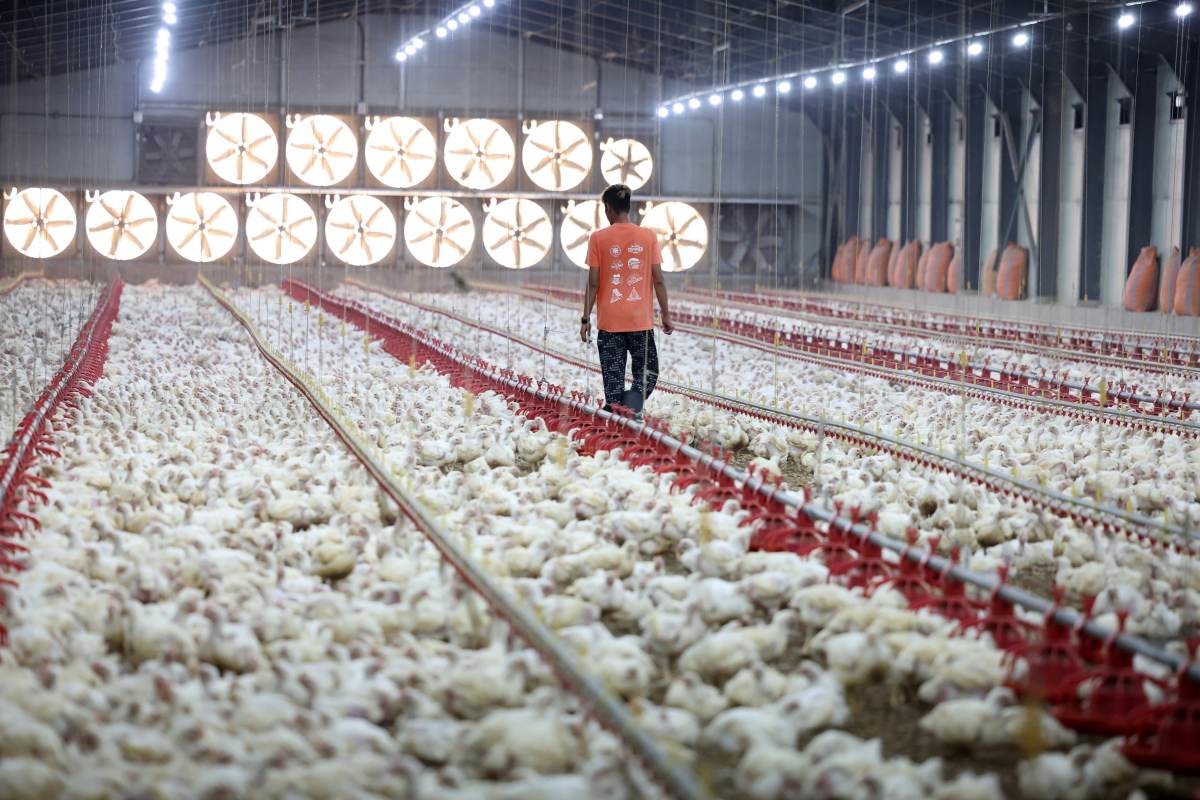 국내 양계장 자료사진. / 뉴스1