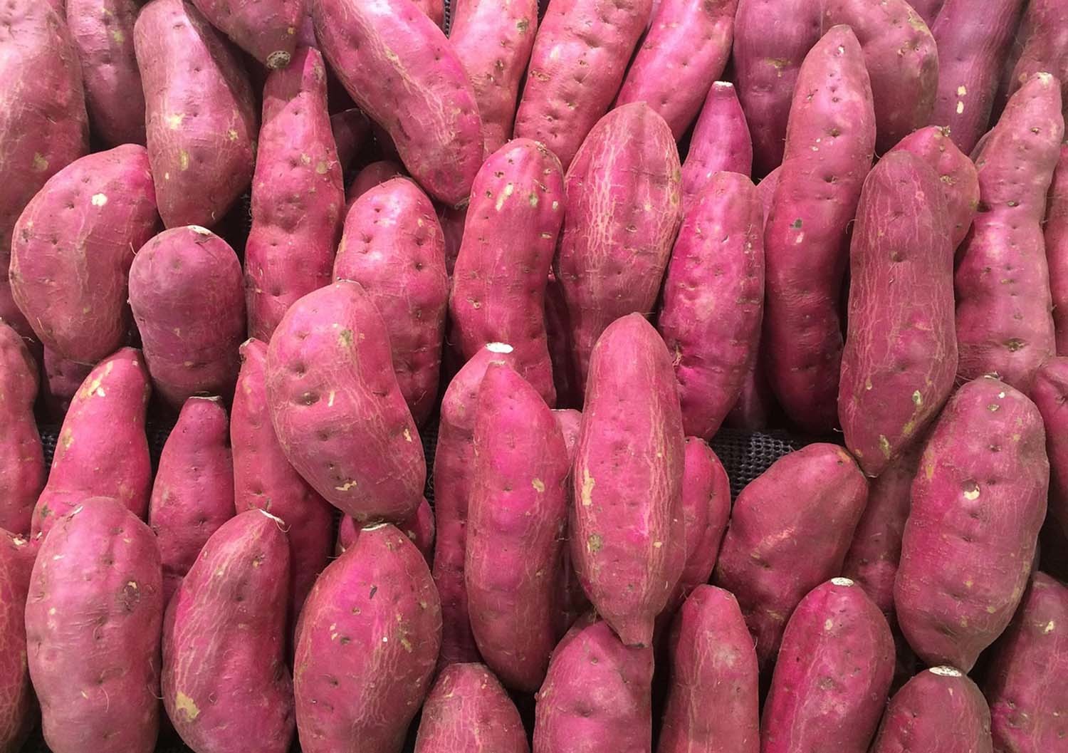 고구마 / 픽사베이