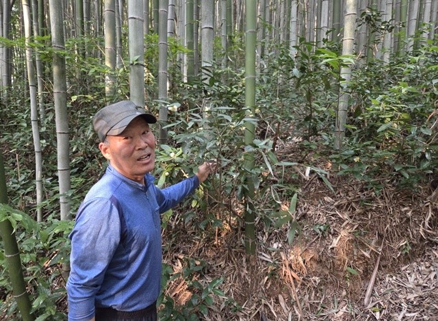 전남농경문화유산 현장 조사-담양 대나무밭