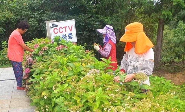 나주시의 2025년 하반기 지역공동체일자리사업 참가자들이 동강면에 있는 영산강 한반도 지형 전망대 주변에 핀 수국을 가꾸고 있다