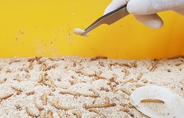 갈색거저리 사육