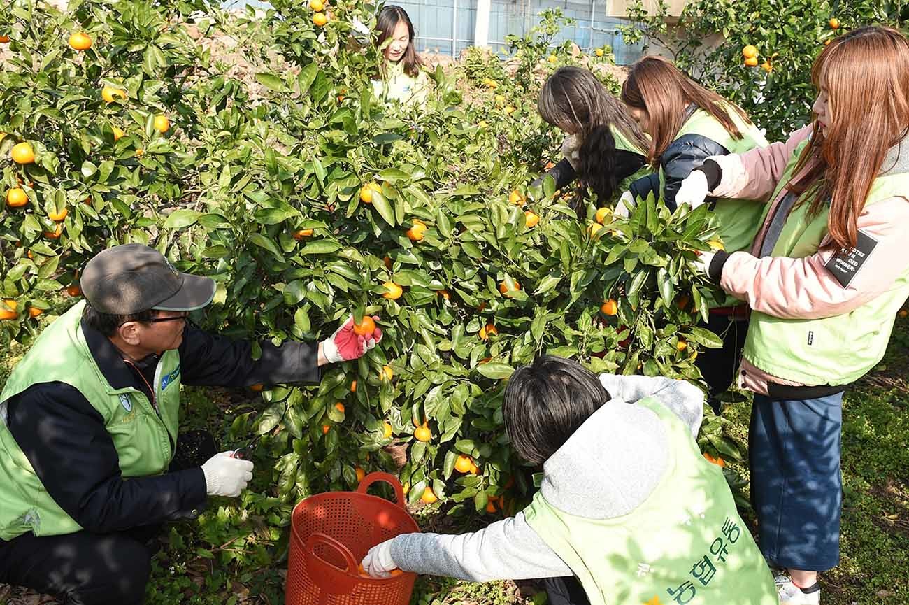 감귤 수확 모습 / 뉴스1