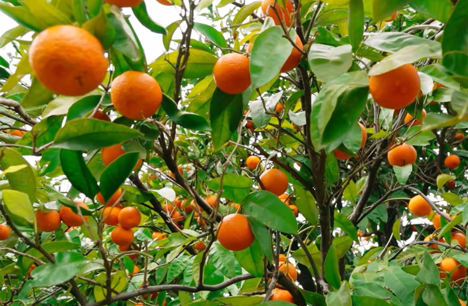 미국 캘리포니아 만다린 / 'California Bountiful TV' 유튜브