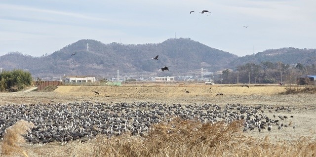 순천만 갈대숲 탐방로 인근 농경지 복원지에 흑두루미 2,200마리가 들어와 먹이활동을 하고 있다