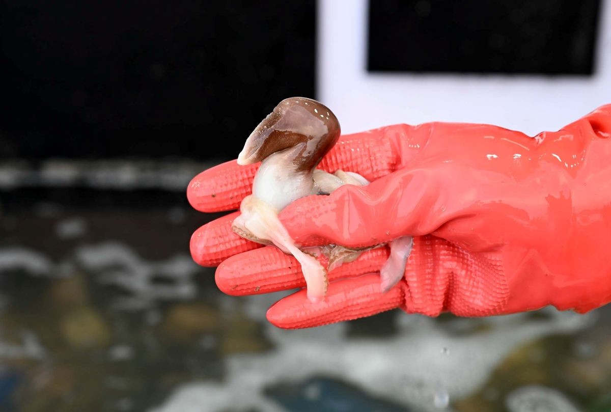 홍성군, 제23회 홍성남당항 새조개축제 개막 / 홍성군 제공