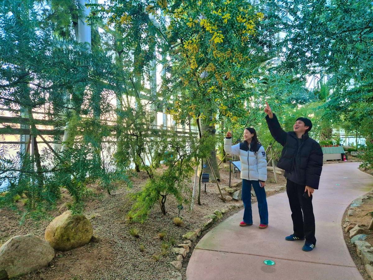 아카시아 관람 / 한국수목원정원관리원