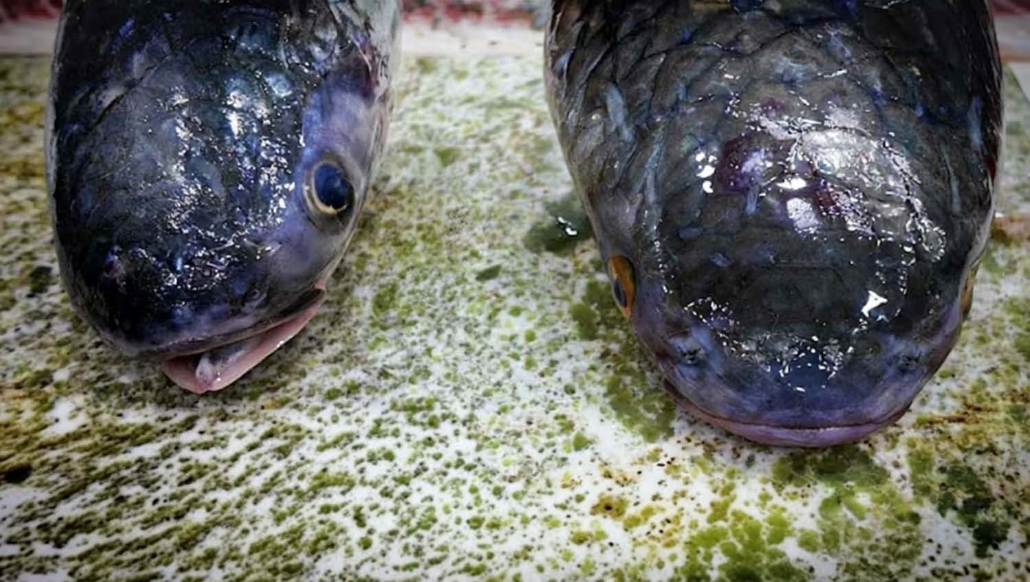 숭어 ／ ‘일타쿠마’ 유튜브 채널