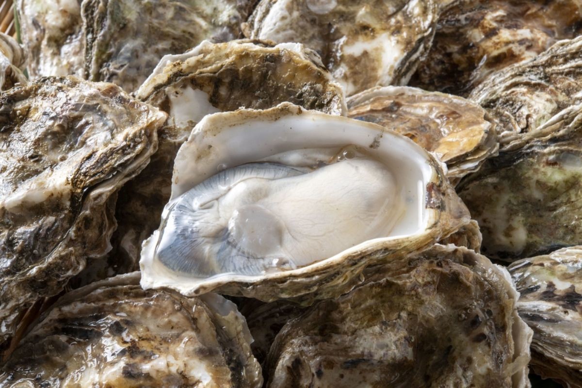 굴 사진  /  Kei Shooting-shutterstock.com