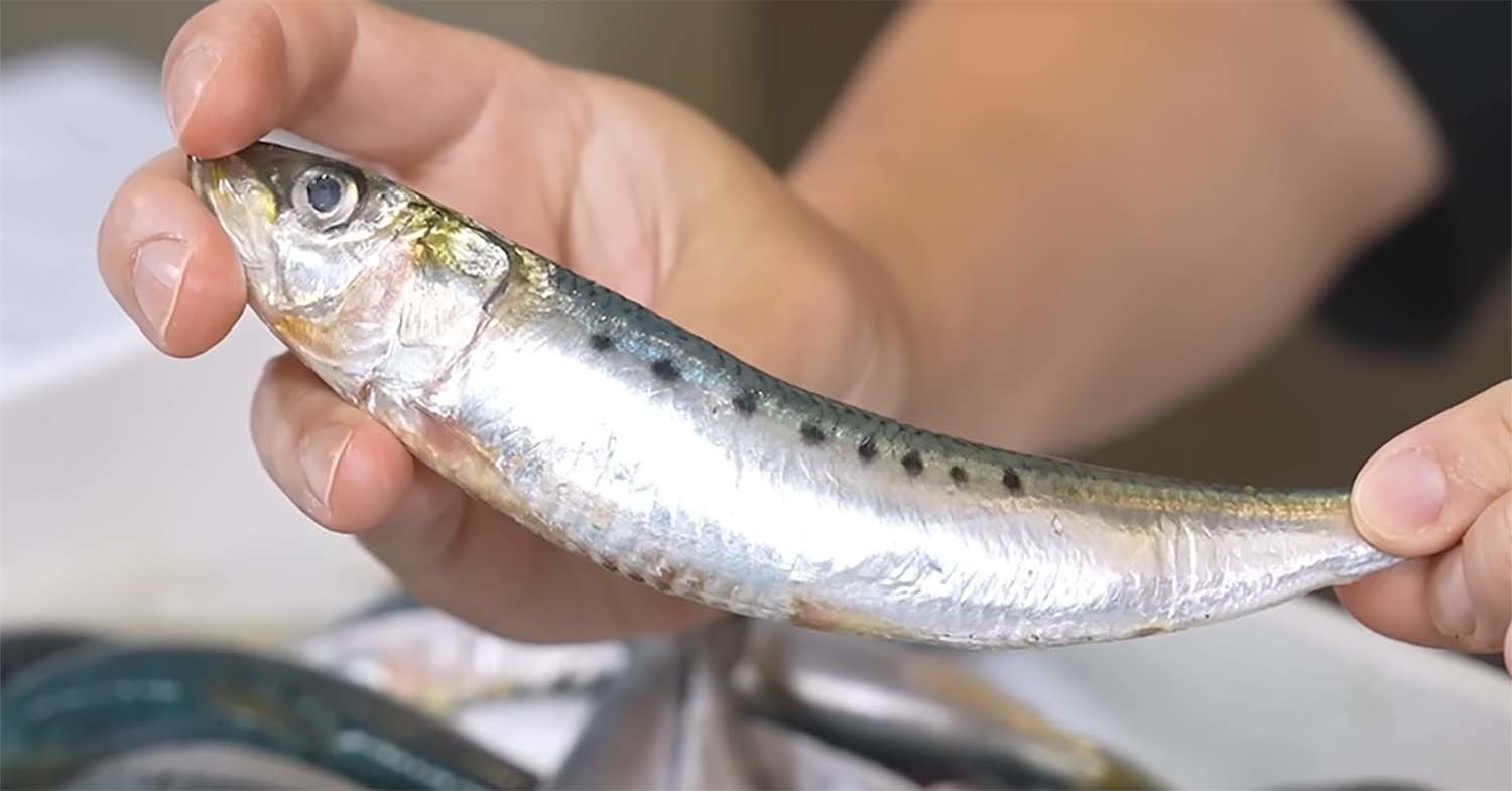 정어리 / '입질의추억TV' 유튜브 채널