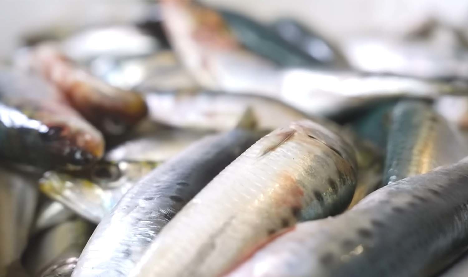 정어리 / '입질의추억TV' 유튜브 채널