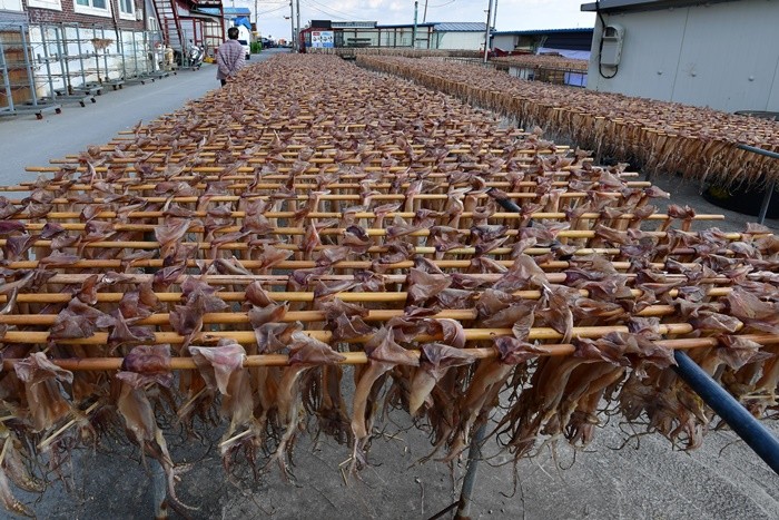 경북 포항시 남구 구룡포 해안도로에 있는 오징어 덕장에서 건조 작업이 한창이다. / 뉴스1