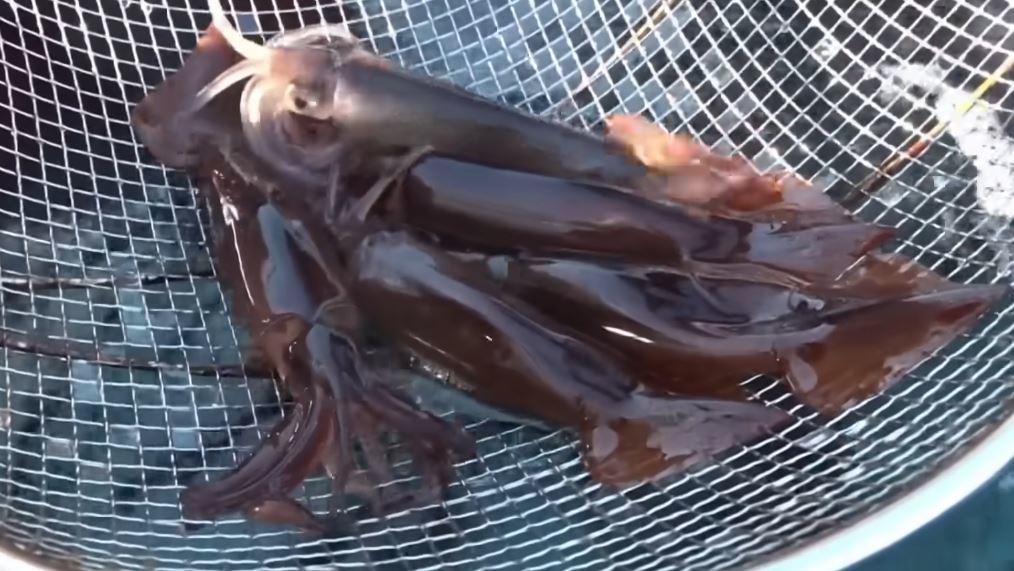 유튜브 'EBSDocumentary (EBS 다큐)'