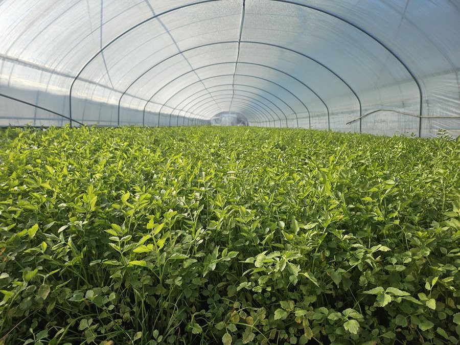 팔공산 미나리. / 대구 동구 제공