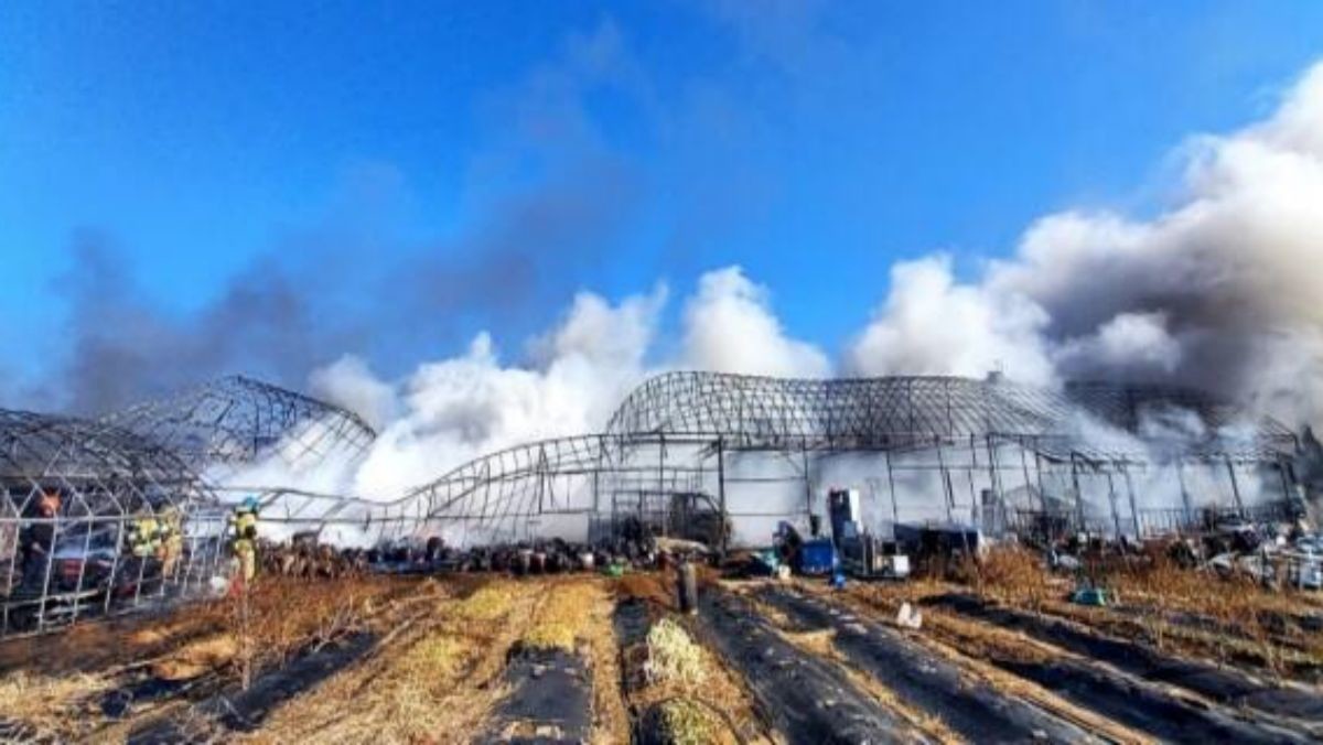 11일 오전 11시 4분께 경기 고양시 덕양구 토당동 비닐하우스 단지에서 불이 나 2시간 30분 만에 진화됐다. / 연합뉴스