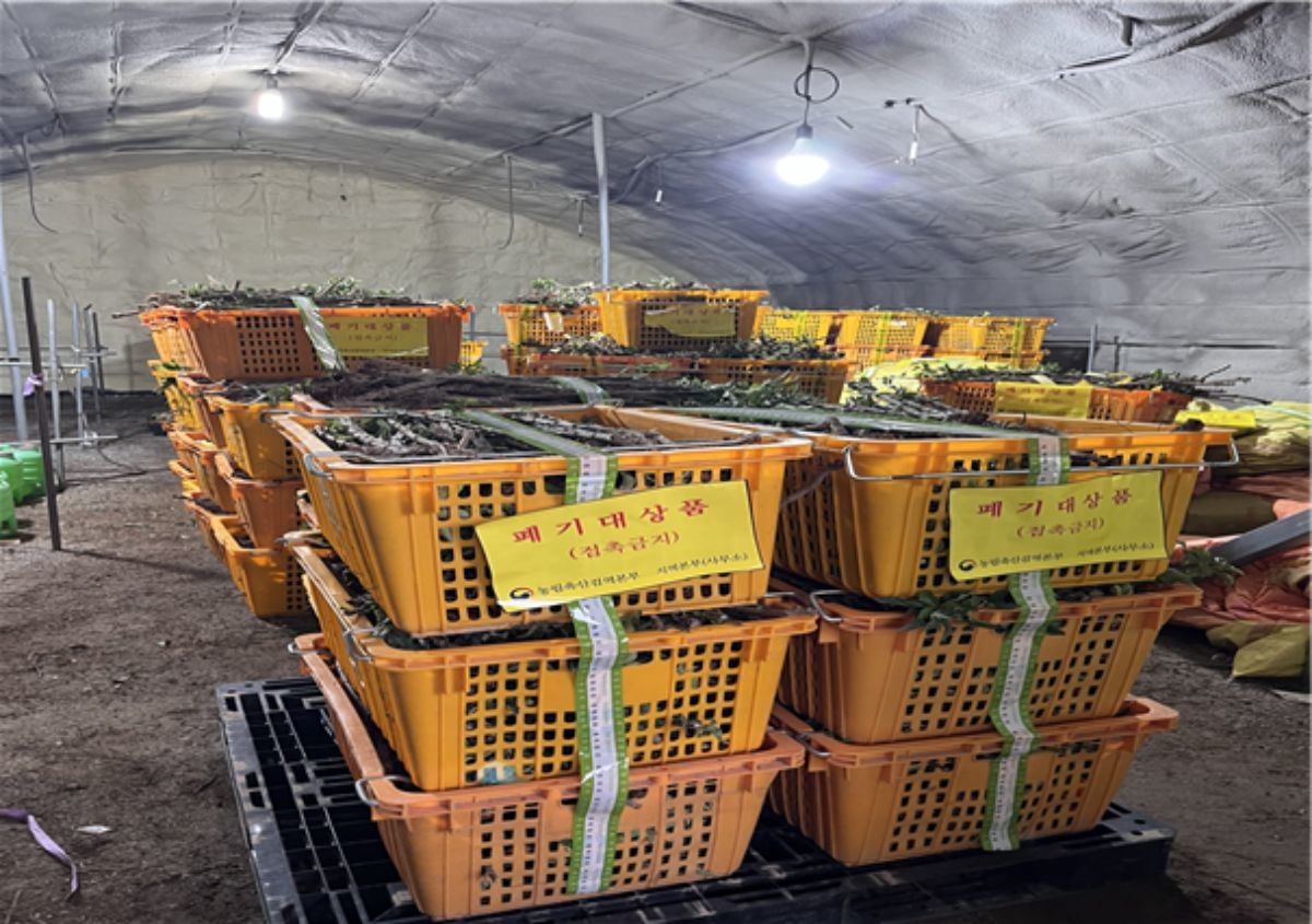 중국산 농산물 불법 수입 적발 / 농림축산검역본부