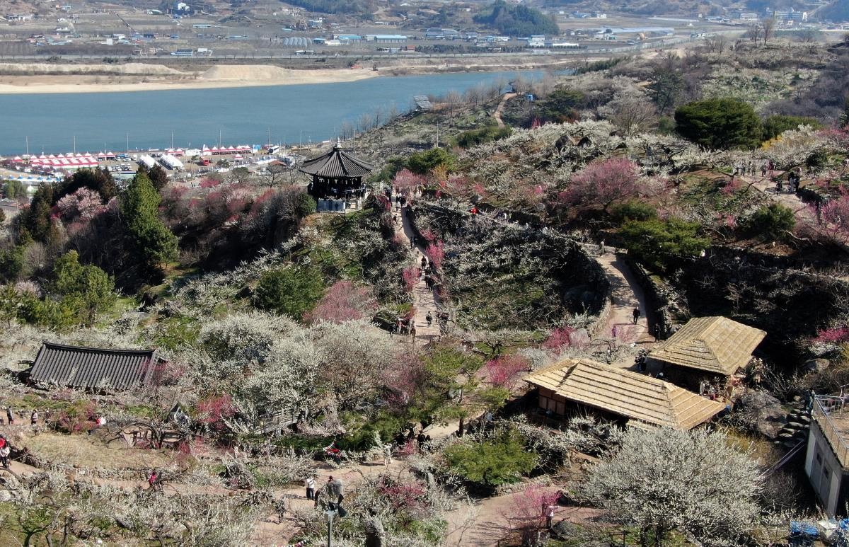 광양매화축제가 개막한 전남 광양시 매화마을 모습. / 뉴스1