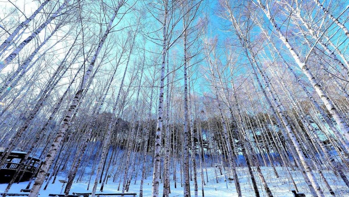 강원 인제군 원대리 자작나무숲 일대. / 뉴스1