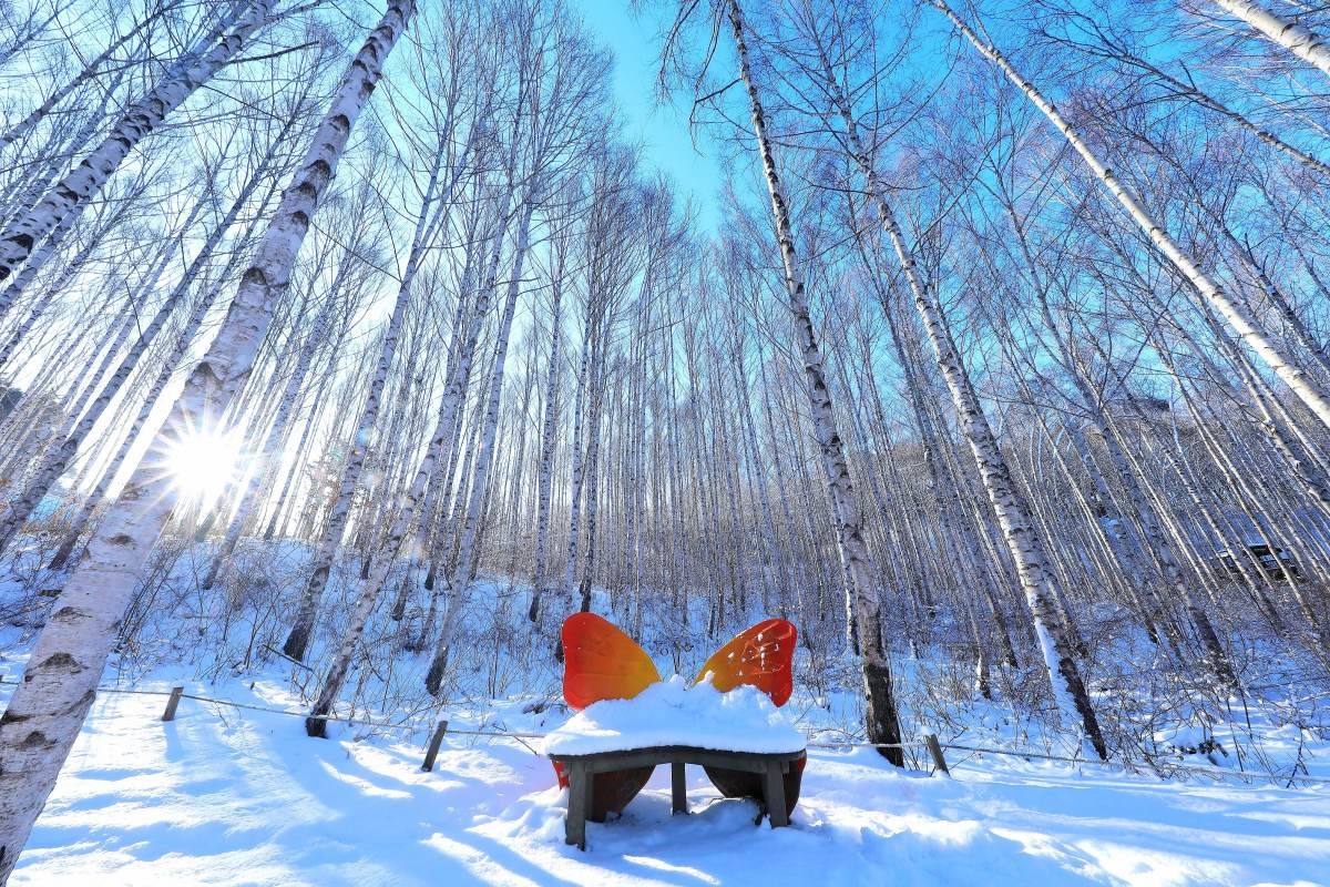 강원 인제군 원대리 자작나무숲 일대. / 뉴스1