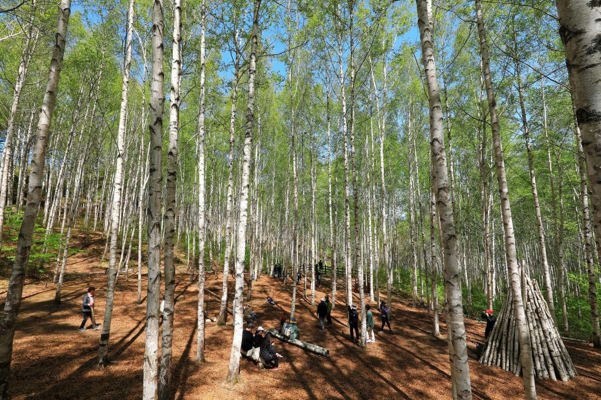 강원 인제군 원대리 자작나무숲 일대. / 뉴스1