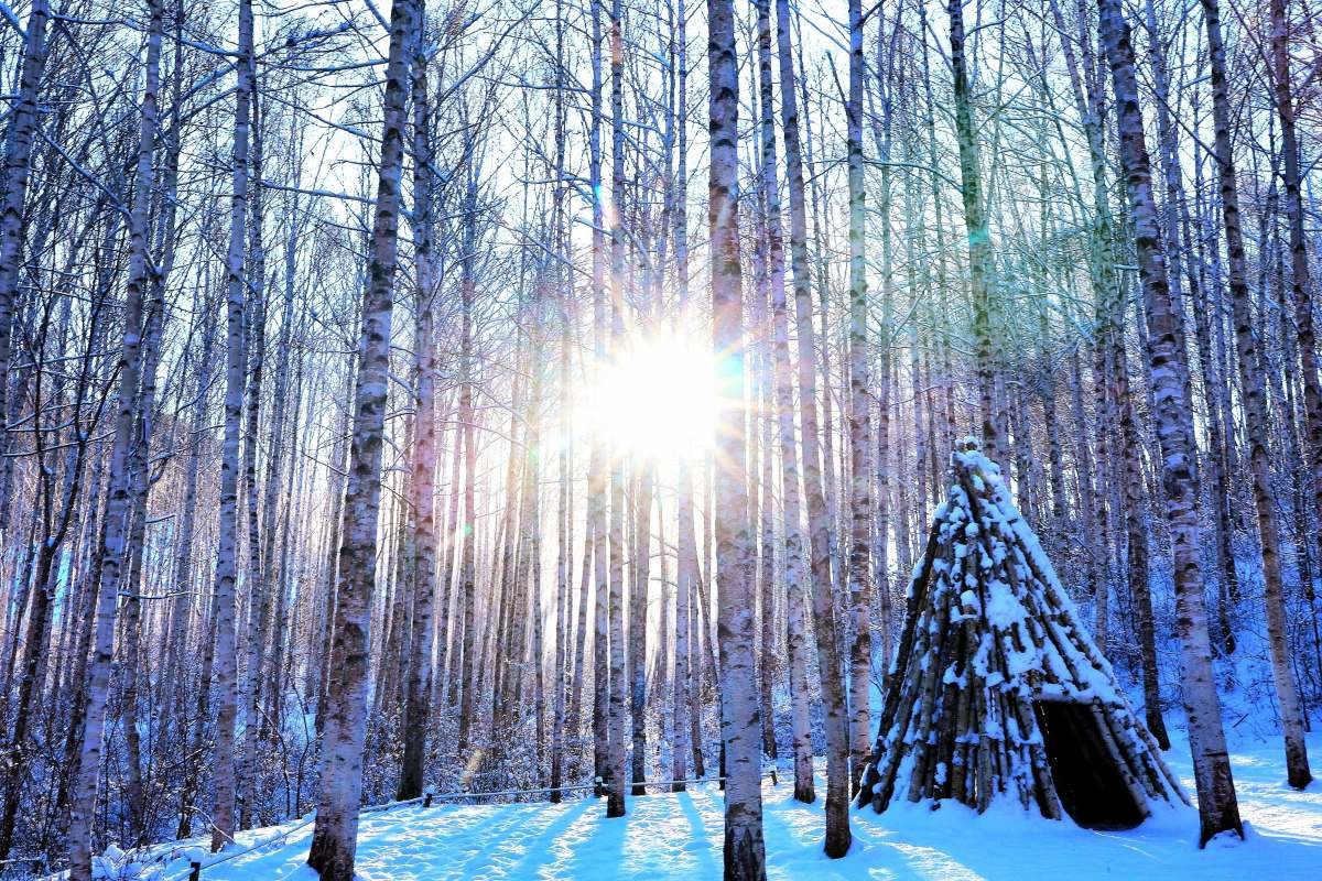 강원 인제군 원대리 자작나무숲 일대. / 뉴스1