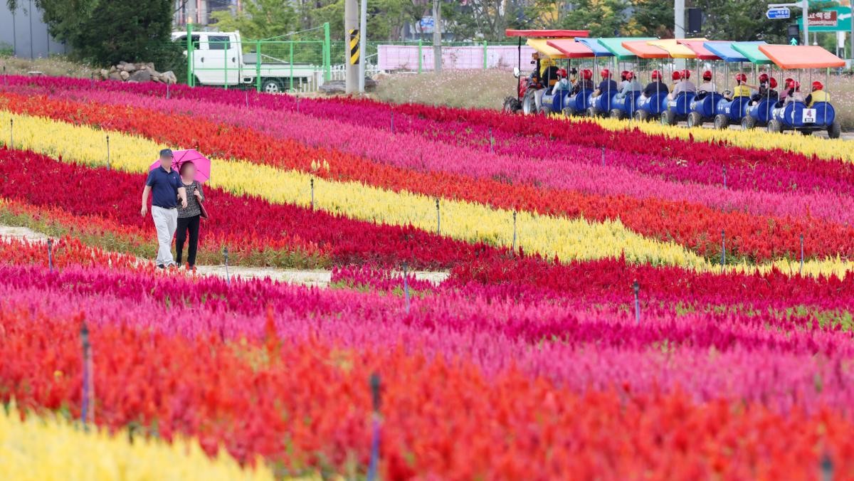 고석정 바로 옆 부지에 대규모 꽃밭이 조성됐다.  / 연합뉴스스