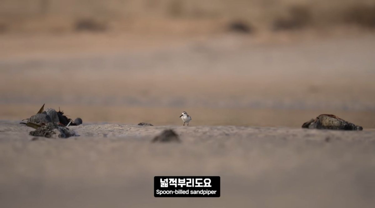 발견된 '넓적부리도요'. / 유튜브 '새덕후 Korean Birder'