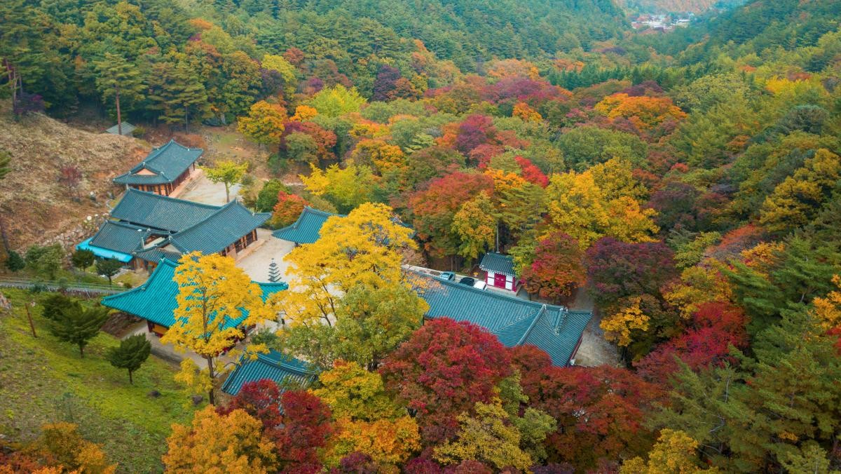 천은사 주변이 알록달록 물든 단풍으로 뒤덮인 모습. / 뉴스1