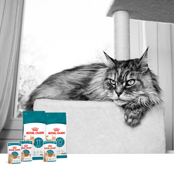 노령묘 맞춤 영양 신제품 ‘캣 에이징 11+’ 및 ‘캣 에이징 15+’ 출시 / 로얄캐닌