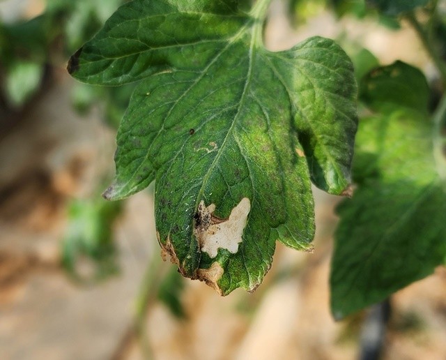 토마토 뿔나방 유충 피해를 본 잎