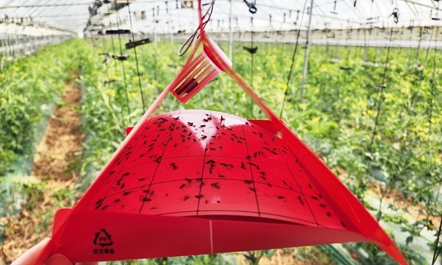 토마토 뿔나방 트랩에 포획된 수컷 성충