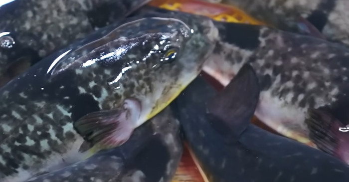 유튜브 '입질의추억TV jiminTV'