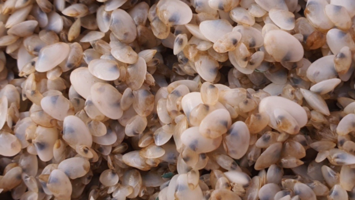 왕우럭조개 종자 자료사진. / 전남도 제공