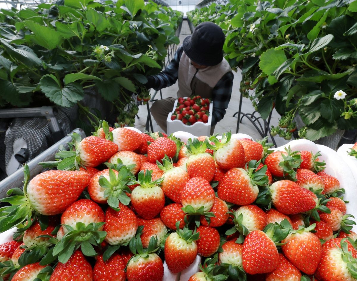 딸기농장. 기사의 이해를 돕기 위한 사진 / 뉴스1