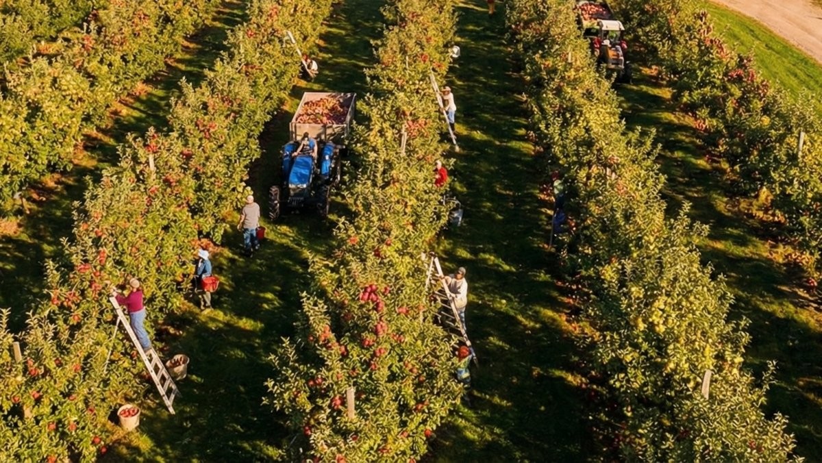 한국인들이 사과를 통해 가장 많은 당을 섭취하는 것으로 나타났다. 기사를 바탕으로 AI가 생성한 사과농가 자료사진. 실제와 다를 수 있습니다.