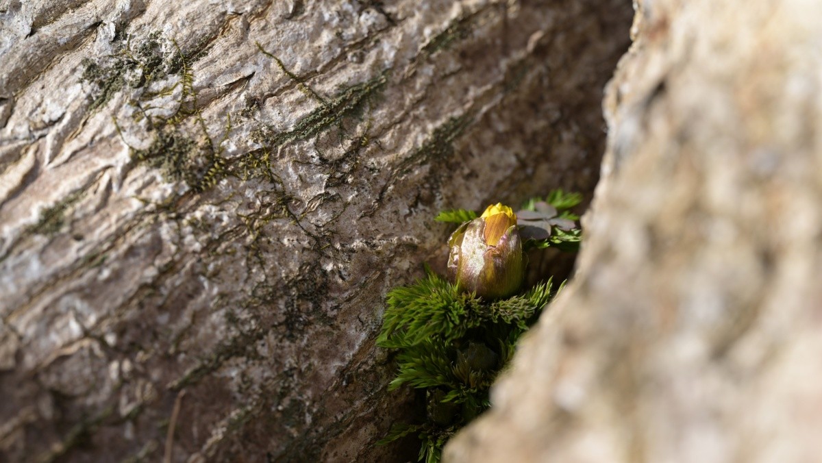 한라산 세복수초 자생지에서 지난 12일 꽃 핀 세복수초  / 산림청 국립산림과학원 제공