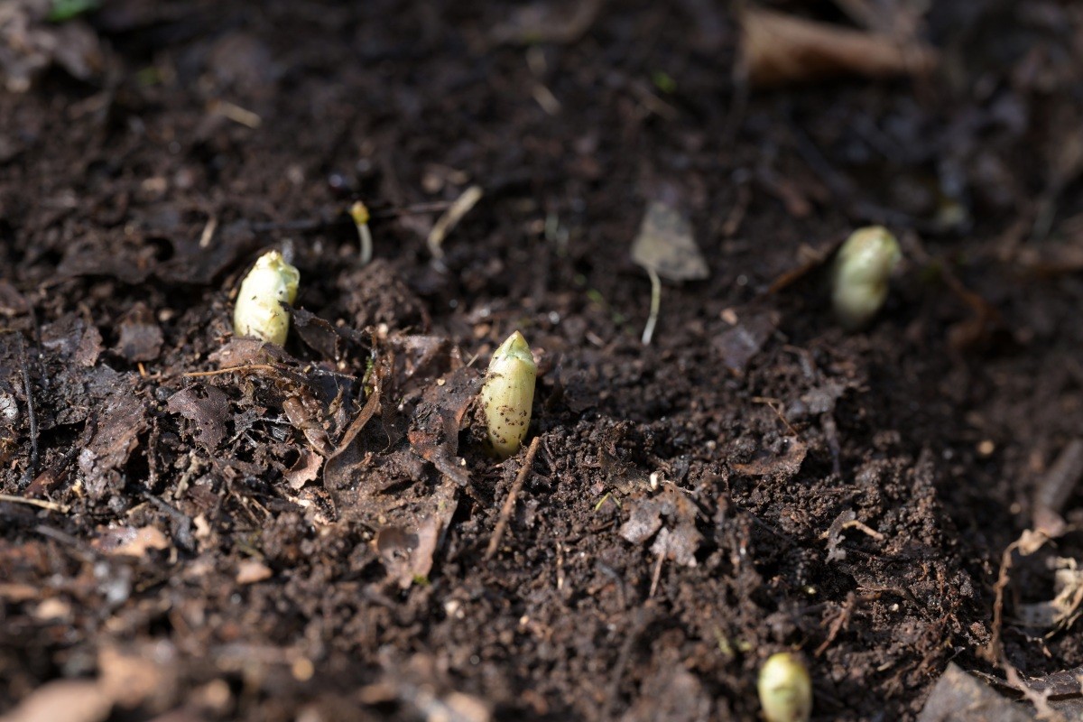 한라산 세복수초 자생지에서 지난 12일 꽃 핀 세복수초 / 산림청 국립산림과학원 제공